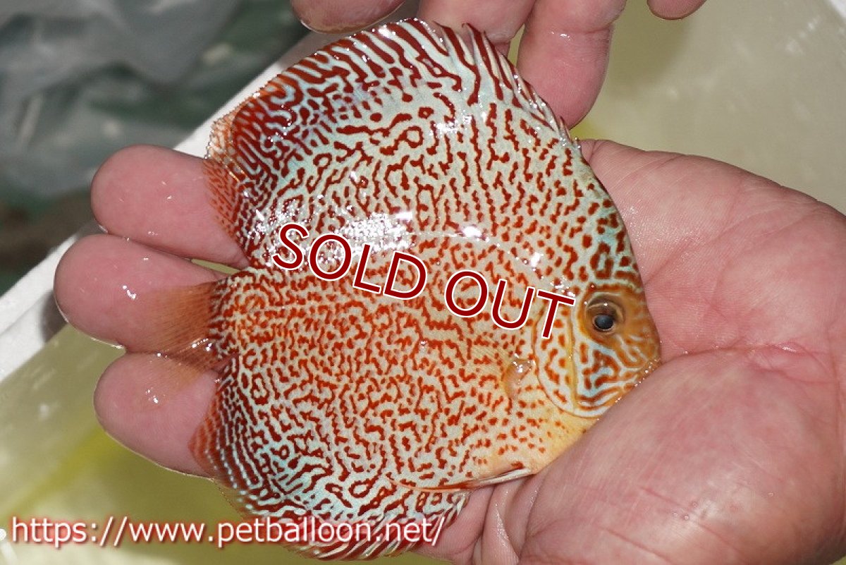 画像3: 【ディスカス】【通販】スーパーレッドキングバイパー（ハイフォーム）【個体販売】10cm（生体）マレーシア　NAディスカスファーム (3)