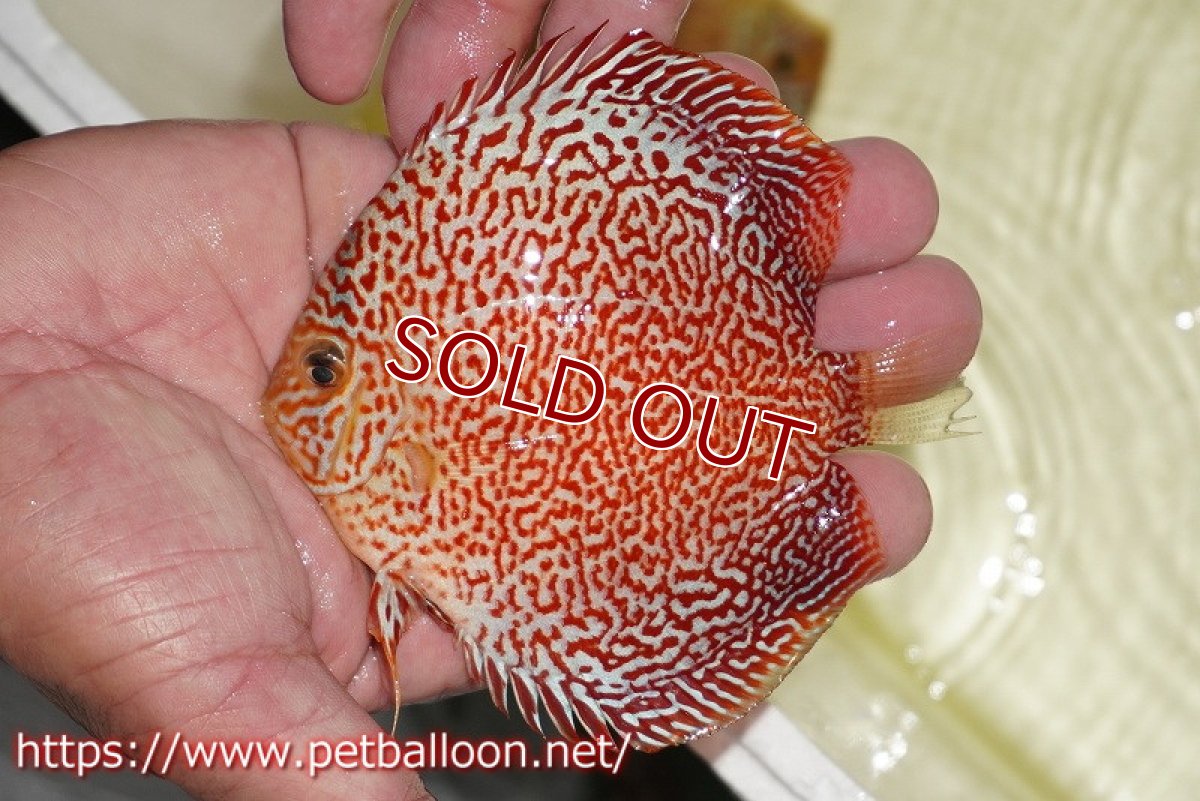 画像2: 【ディスカス】【通販】スーパーレッドキングバイパー（ハイフォーム）【個体販売】10cm（生体）マレーシア　NAディスカスファーム (2)