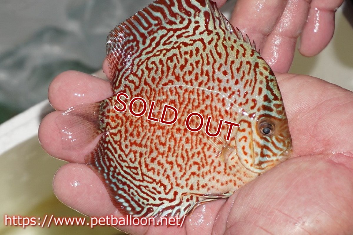 画像3: 【ディスカス】【通販】スーパーレッドキングバイパー（ハイフォーム）【個体販売】10cm（生体）マレーシア　NAディスカスファーム (3)