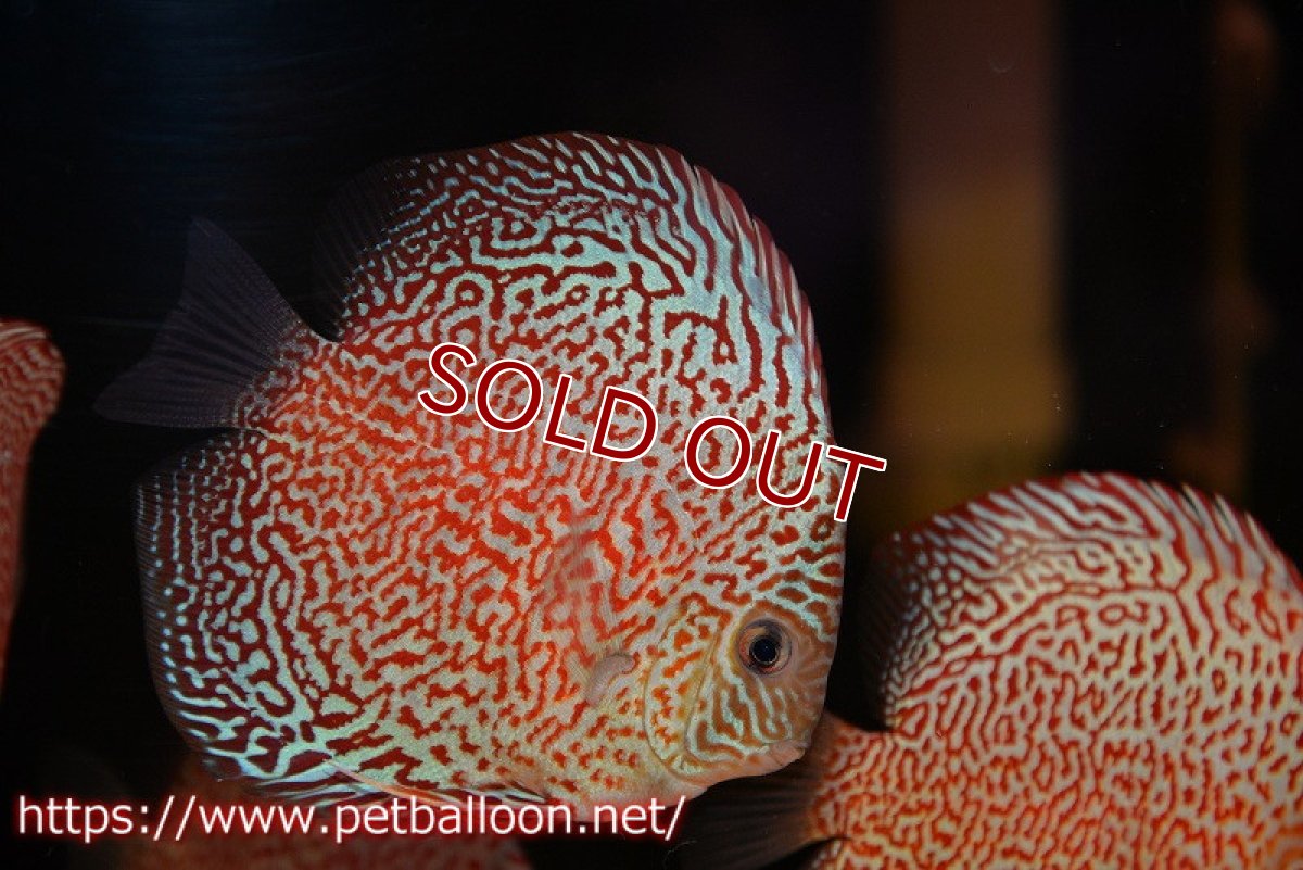 画像2: 【ディスカス】【通販】スーパーレッドキングバイパー（ハイフォーム）【個体販売】10cm（生体）マレーシア　NAディスカスファーム (2)