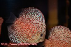 画像2: 【今月の特価個体】【ディスカス】【通販】スーパーレッドキングバイパー（ハイフォーム）【個体販売】10cm（生体）マレーシア　NAディスカスファーム (2)