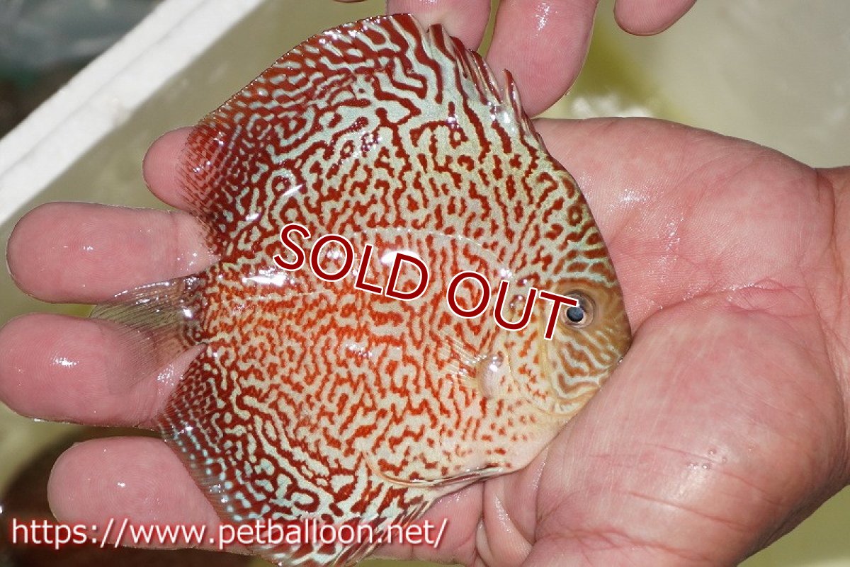 画像4: 【ディスカス】【通販】スーパーレッドキングバイパー（ハイフォーム）【個体販売】10cm（生体）マレーシア　NAディスカスファーム (4)