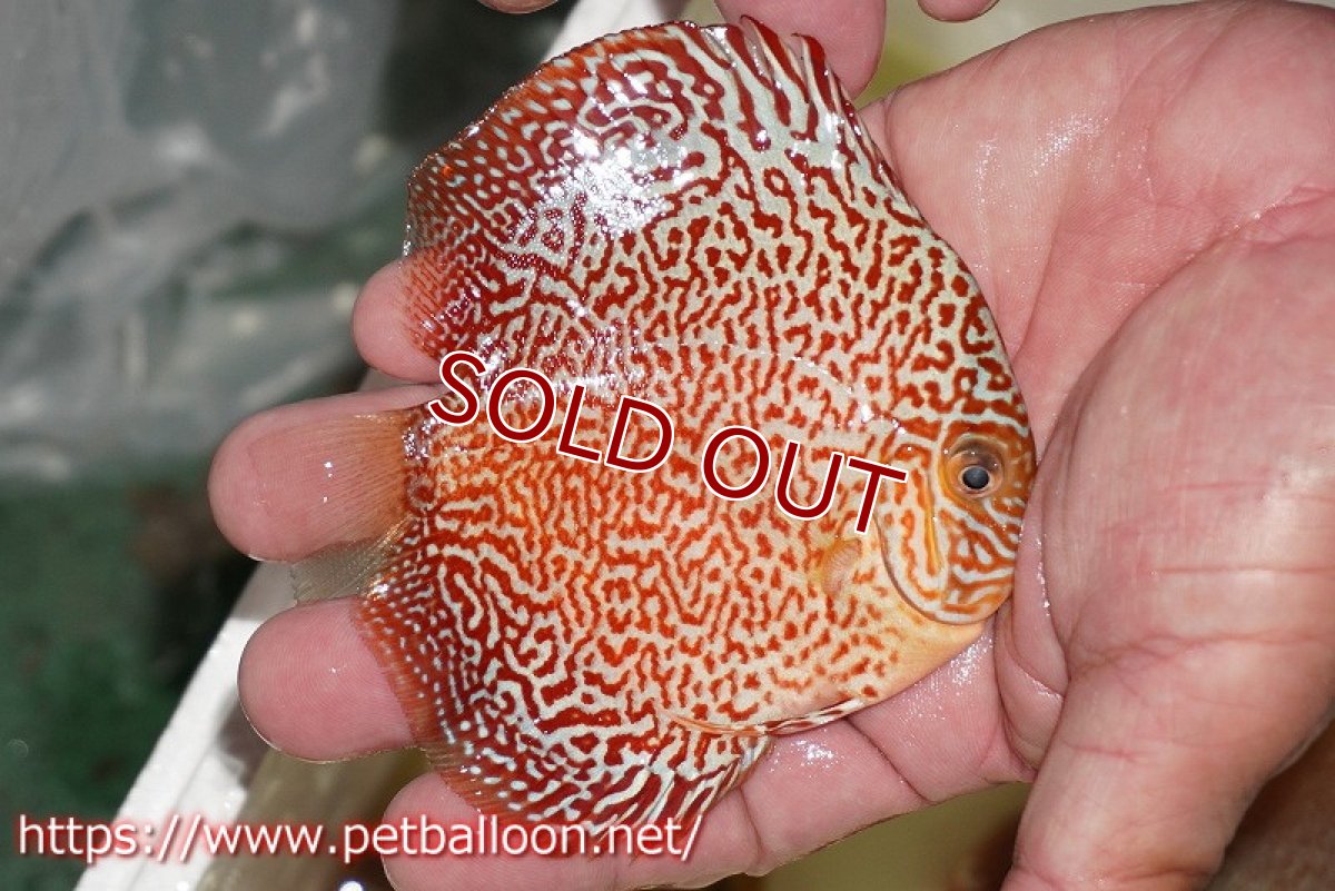 画像3: 【ディスカス】【通販】スーパーレッドキングバイパー（ハイフォーム）【個体販売】10cm（生体）マレーシア　NAディスカスファーム (3)