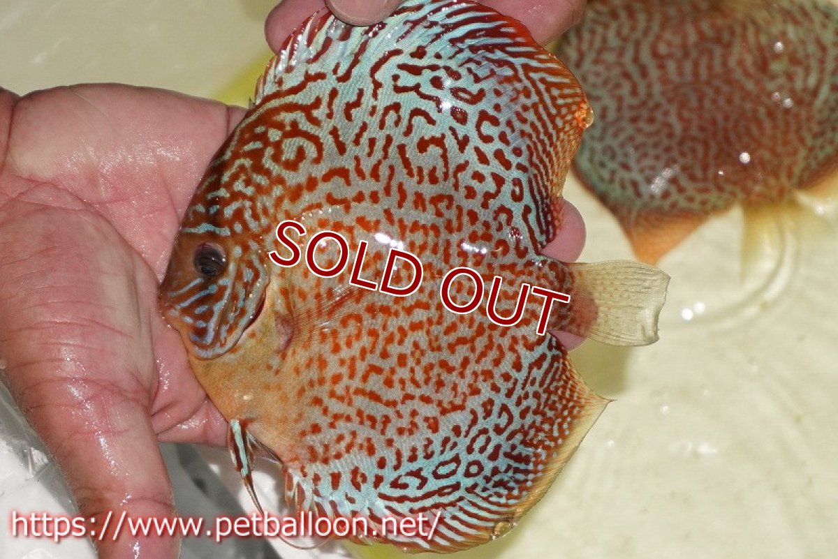 画像2: 【ディスカス】【通販】サクラリングレオパード（ハイフォーム）【個体販売】15cm （生体）マレーシア　KLディスカスファーム (2)