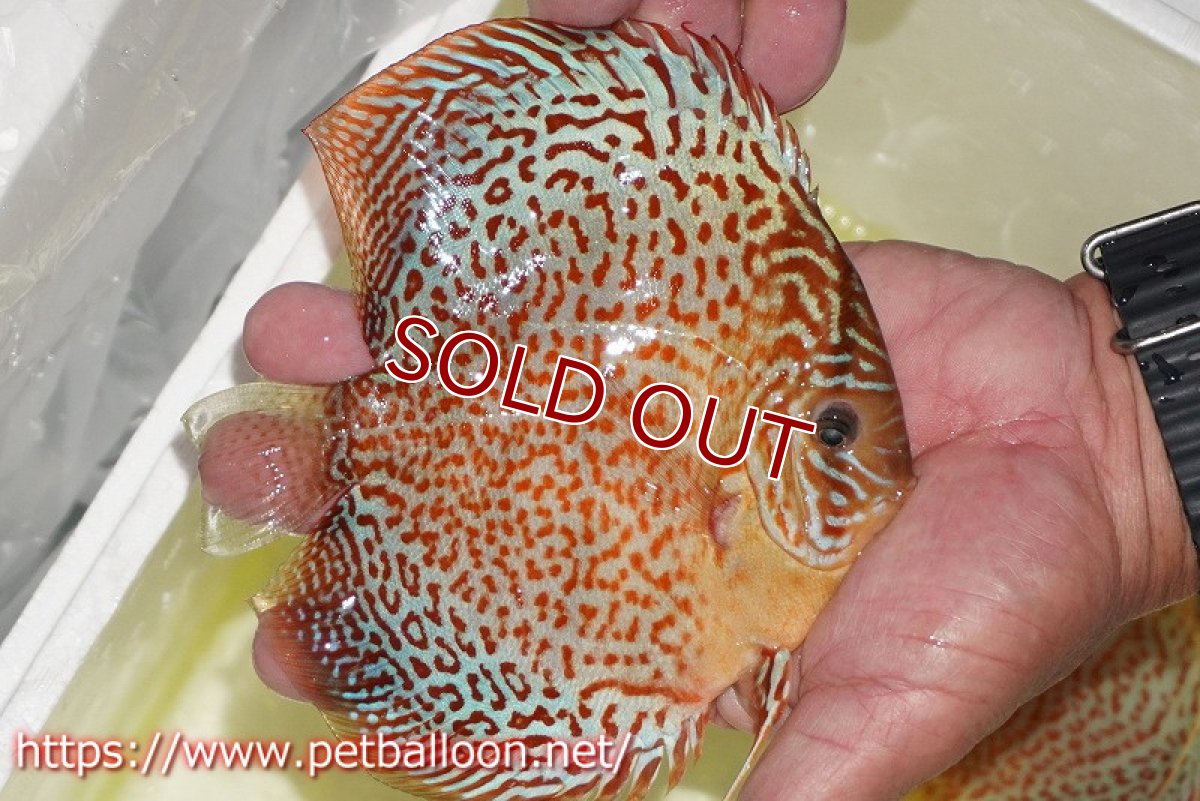 画像3: 【ディスカス】【通販】サクラリングレオパード（ハイフォーム）【個体販売】15cm （生体）マレーシア　KLディスカスファーム (3)