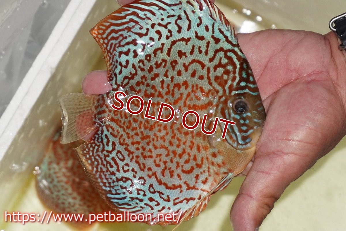 画像3: 【ディスカス】【通販】サクラリングレオパード（ハイフォーム）【個体販売】15cm （生体）マレーシア　KLディスカスファーム (3)