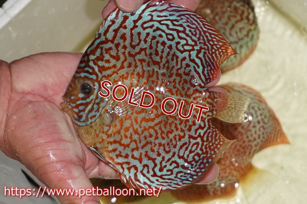 画像2: 【ディスカス】【通販】サクラリングレオパード（ハイフォーム）【個体販売】15cm （生体）マレーシア　KLディスカスファーム (2)