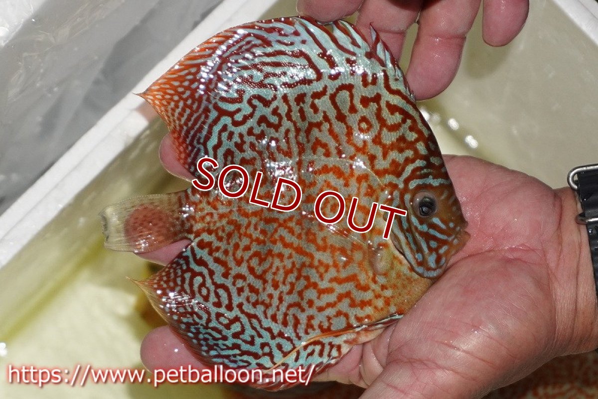 画像3: 【ディスカス】【通販】サクラリングレオパード（ハイフォーム）【個体販売】15cm （生体）マレーシア　KLディスカスファーム (3)