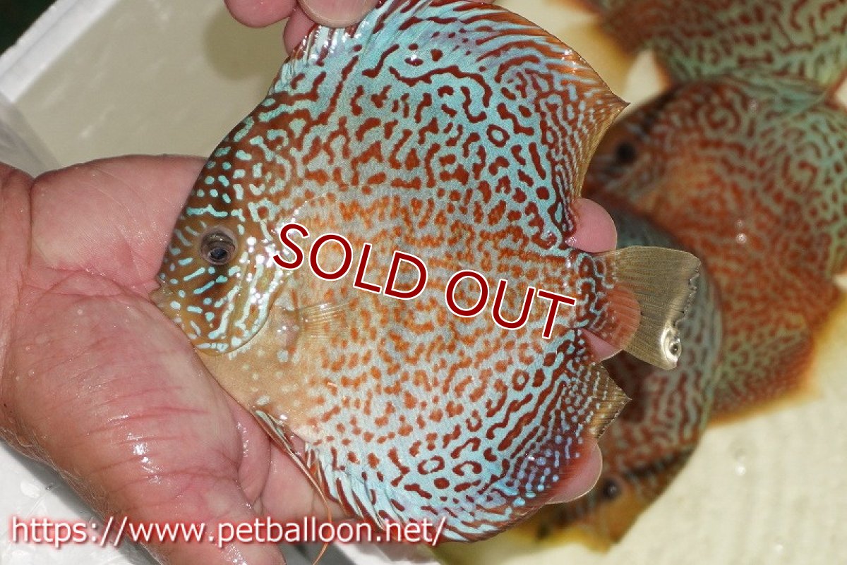 画像2: 【ディスカス】【通販】サクラリングレオパード（ハイフォーム）【個体販売】15cm （生体）マレーシア　KLディスカスファーム (2)