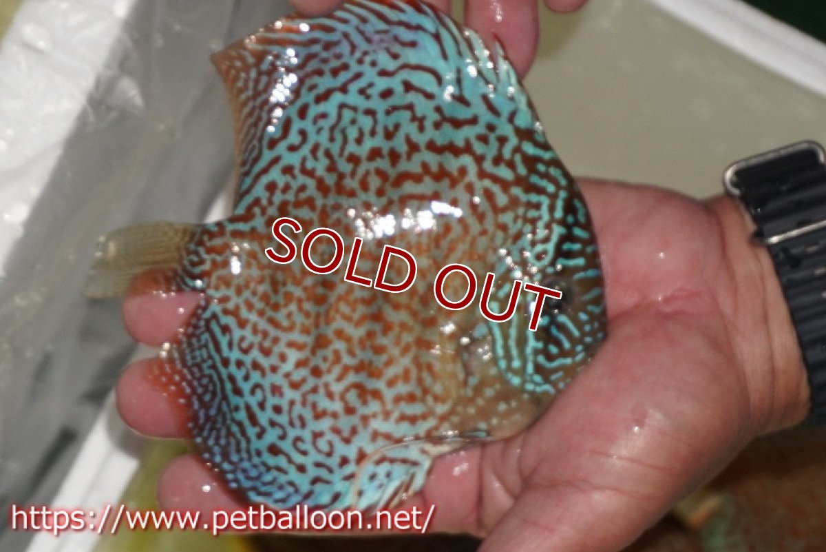 画像3: 【ディスカス】【通販】サクラリングレオパード（ハイフォーム）【個体販売】15cm （生体）マレーシア　KLディスカスファーム (3)