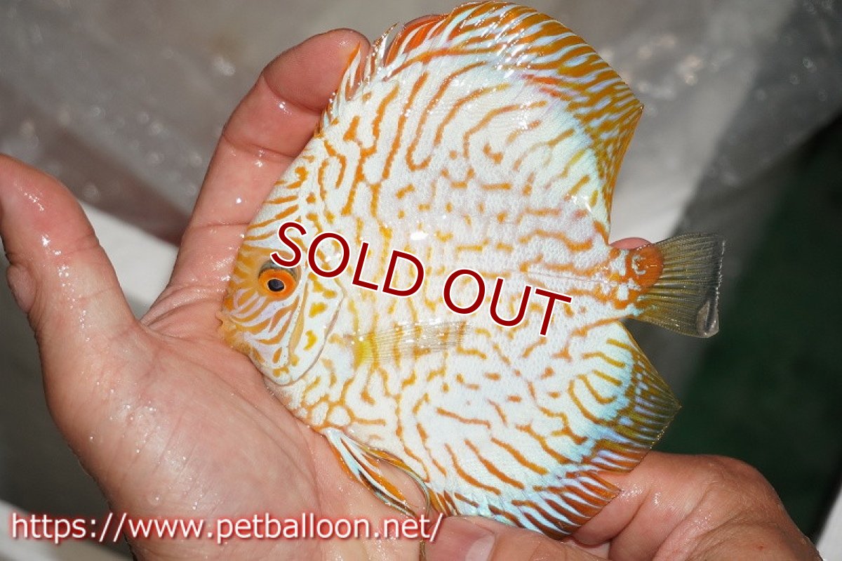 画像2: 【ディスカス】ゴールデンタイガー【個体販売】13?（生体）マレーシア シークレットファーム (2)