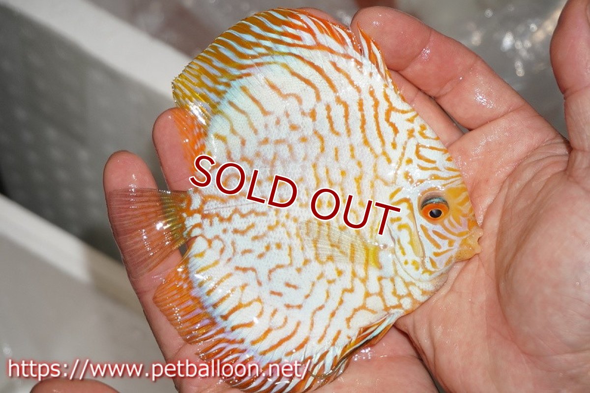 画像3: 【ディスカス】ゴールデンタイガー【個体販売】13?（生体）マレーシア シークレットファーム (3)