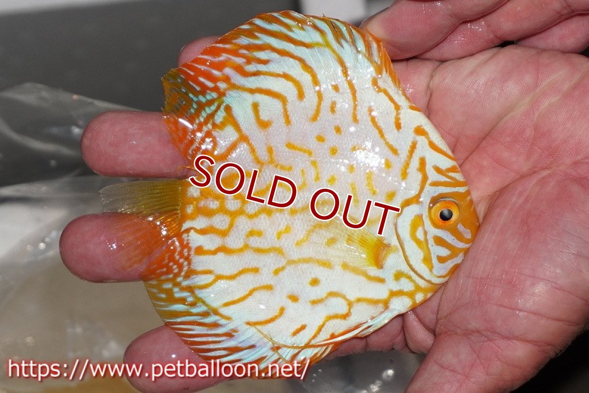 画像2: 【ディスカス】ゴールデンパンダ【個体販売】12-13cm（生体）マレーシア シークレットファーム (2)