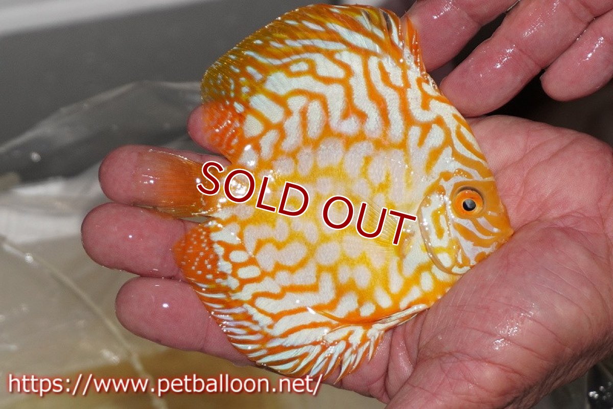 画像2: 【ディスカス】ゴールデンパンダ【個体販売】12-13cm（生体）マレーシア シークレットファーム (2)