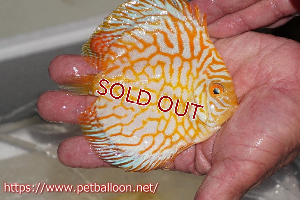 画像2: 【ディスカス】ゴールデンパンダ【個体販売】12-13cm（生体）マレーシア シークレットファーム (2)