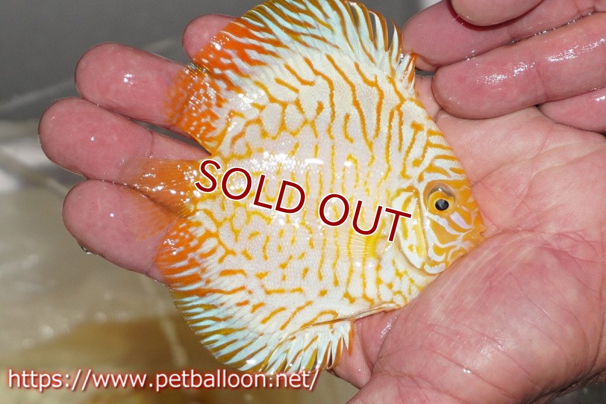 画像2: 【ディスカス】ゴールデンパンダ【個体販売】12-13cm（生体）マレーシア シークレットファーム (2)