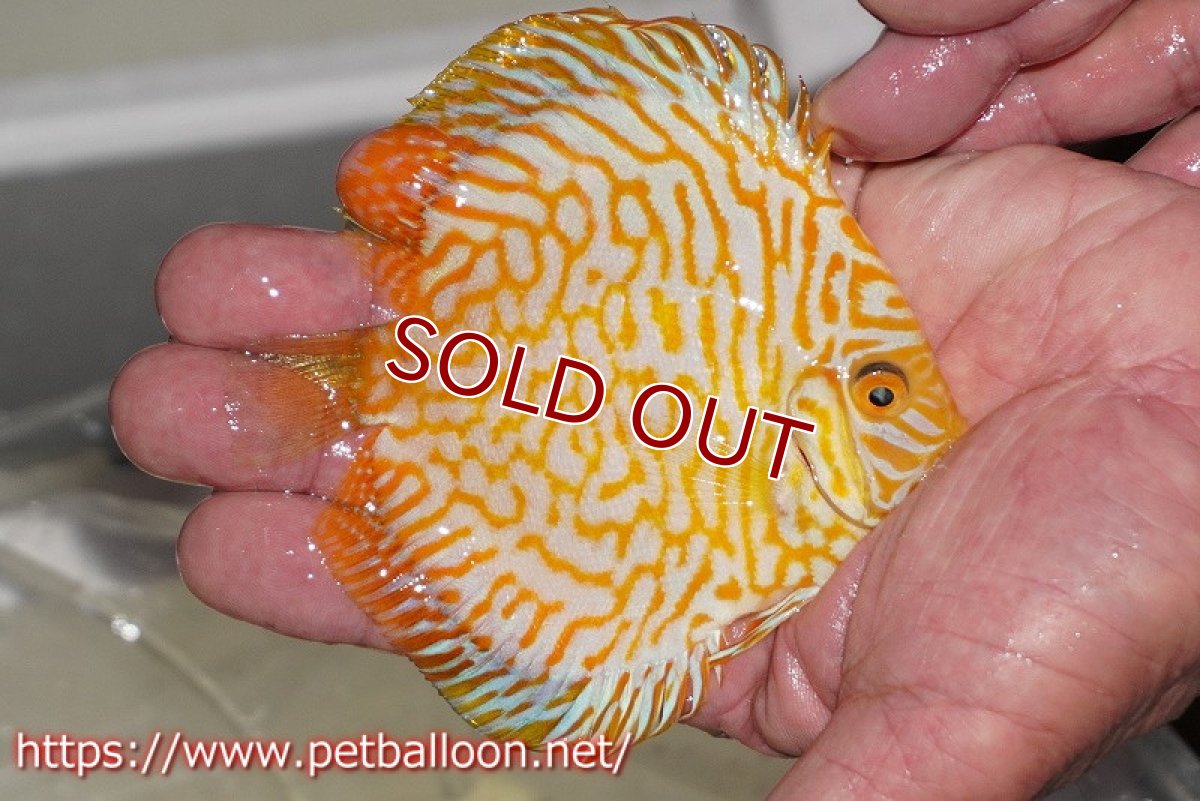 画像2: 【ディスカス】ゴールデンパンダ【個体販売】12-13cm（生体）マレーシア シークレットファーム (2)