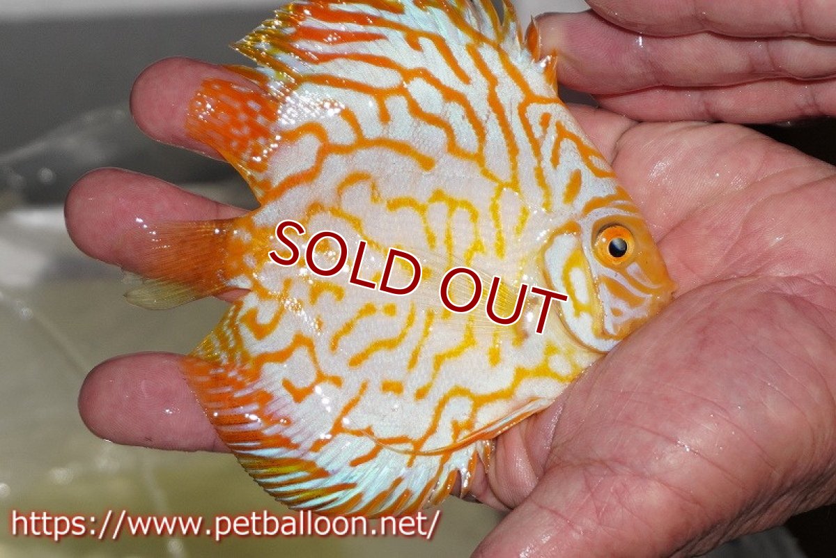 画像2: 【ディスカス】ゴールデンパンダ【個体販売】12-13cm（生体）マレーシア シークレットファーム (2)