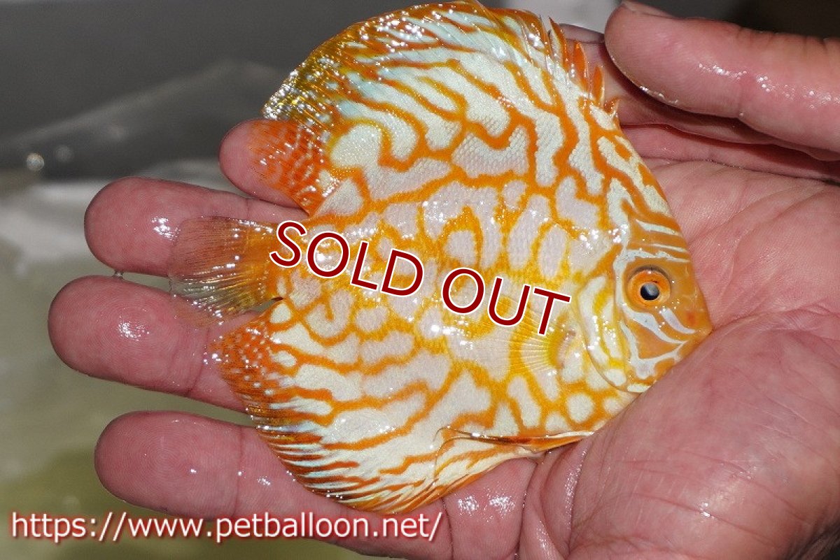 画像2: 【ディスカス】ゴールデンパンダ【個体販売】12-13cm（生体）マレーシア シークレットファーム (2)