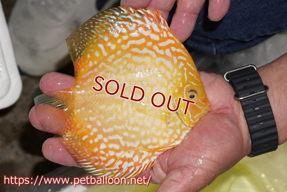 画像2: 【ディスカス】【通販】イエロークリスタルチェッカーボード【個体販売】15-16cm（生体）マレーシア　KLディスカスファーム (2)