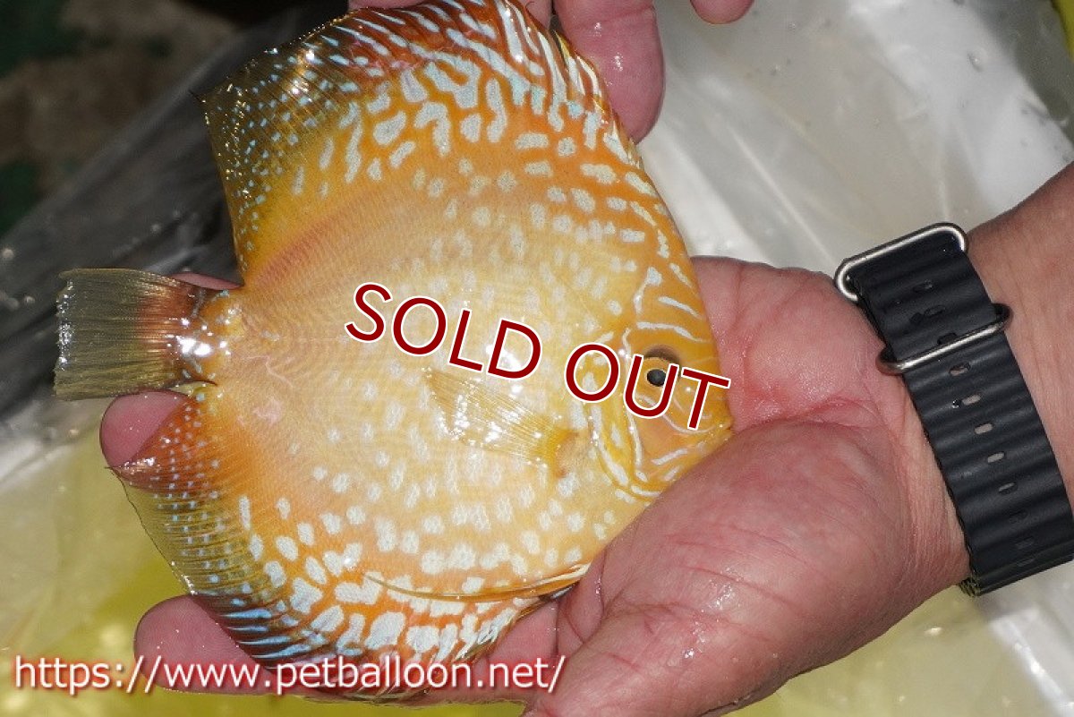 画像2: 【ディスカス】【通販】イエロークリスタルチェッカーボード【個体販売】15-16cm（生体）マレーシア　KLディスカスファーム (2)