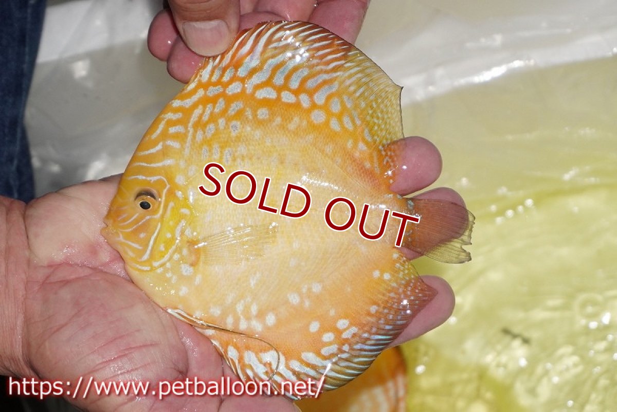 画像2: 【ディスカス】【通販】イエロークリスタルチェッカーボード【個体販売】15-16cm（生体）マレーシア　KLディスカスファーム (2)