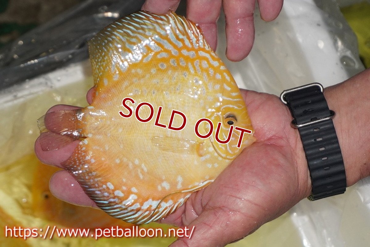 画像3: 【ディスカス】【通販】イエロークリスタルチェッカーボード【個体販売】15-16cm（生体）マレーシア　KLディスカスファーム (3)