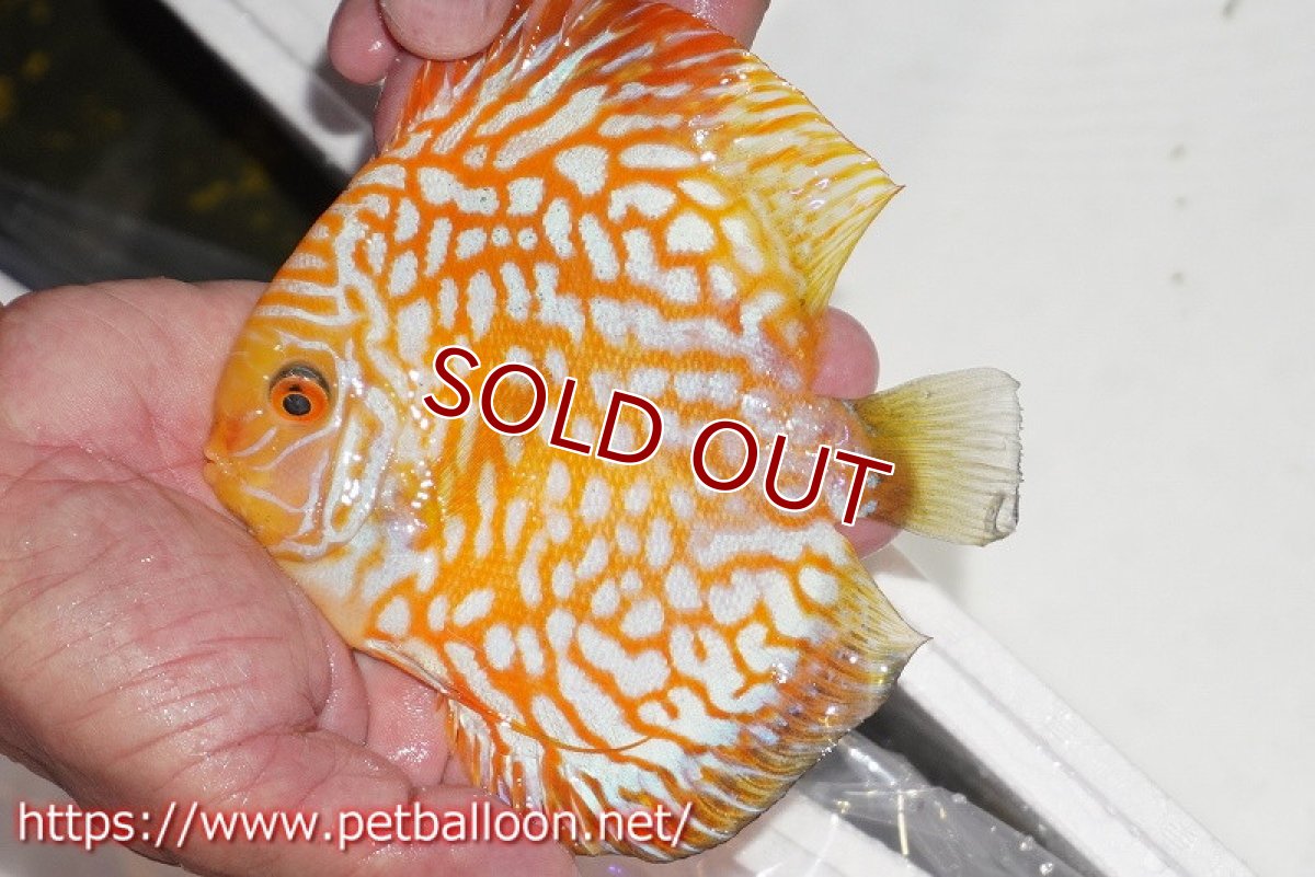 画像2: 【ディスカス】【通販】ゴールデンチェッカー【個体販売】15cm（生体）ペナン　ブリーダーTAN CHEE LOK (2)