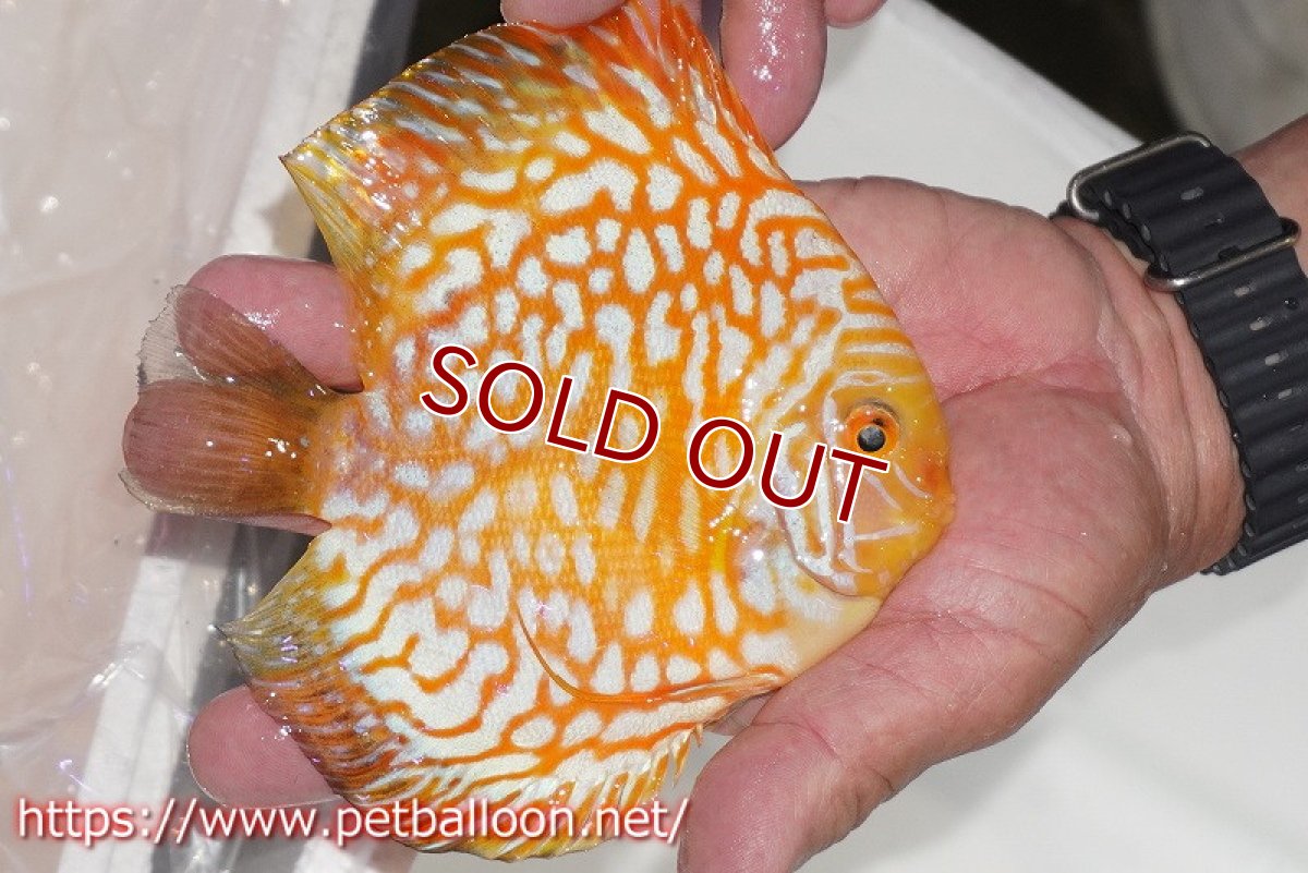 画像3: 【ディスカス】【通販】ゴールデンチェッカー【個体販売】15cm（生体）ペナン　ブリーダーTAN CHEE LOK (3)