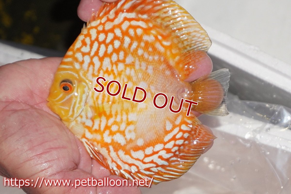 画像2: 【ディスカス】【通販】ゴールデンチェッカー【個体販売】15cm(生体)ペナン ブリーダーTAN CHEE LOK (2)