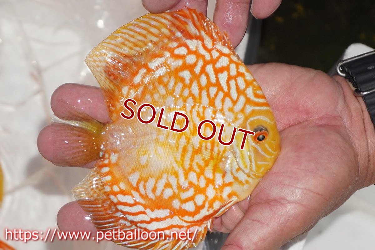 画像3: 【ディスカス】【通販】ゴールデンチェッカー【個体販売】15cm(生体)ペナン ブリーダーTAN CHEE LOK (3)