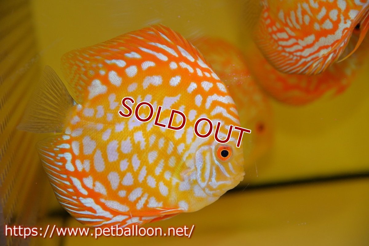 画像2: 【ディスカス】【通販】ゴールデンチェッカー【個体販売】15cm（生体）ペナン　ブリーダーTAN CHEE LOK (2)