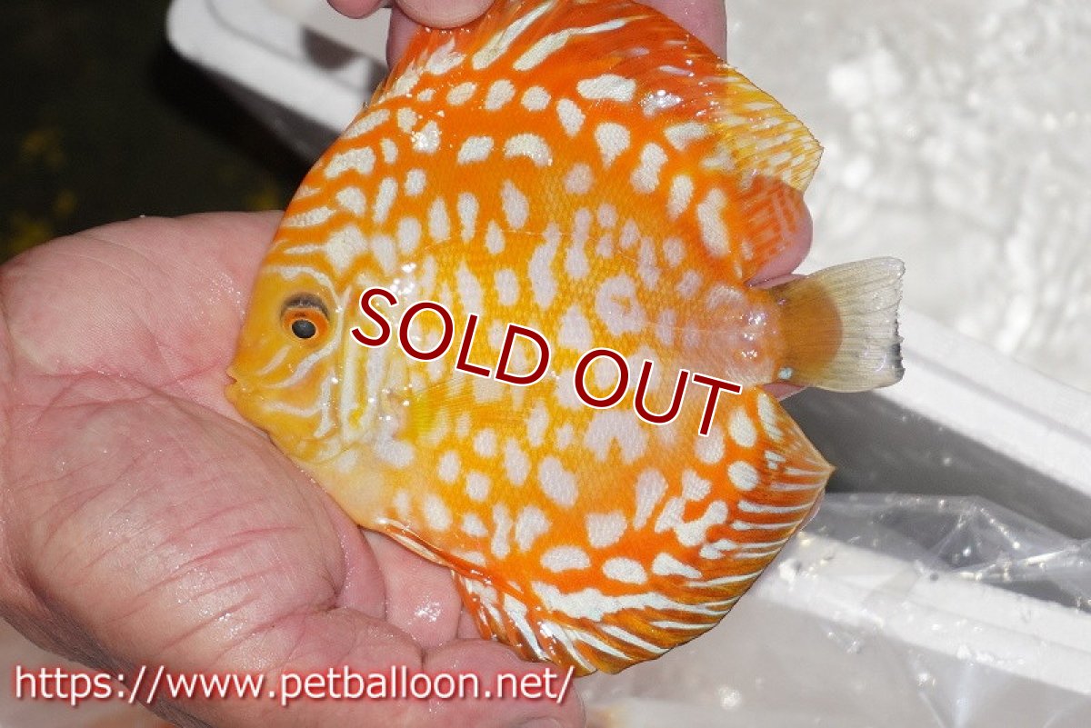 画像3: 【ディスカス】【通販】ゴールデンチェッカー【個体販売】15cm（生体）ペナン　ブリーダーTAN CHEE LOK (3)