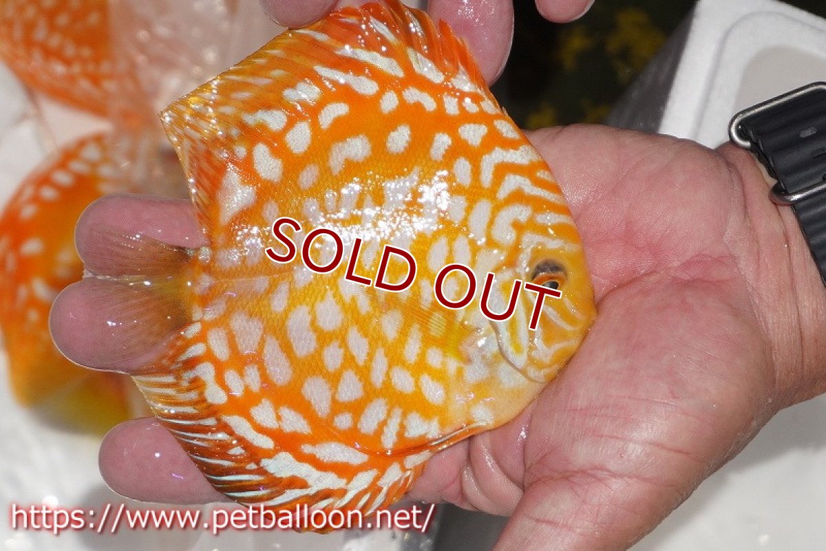 画像4: 【ディスカス】【通販】ゴールデンチェッカー【個体販売】15cm（生体）ペナン　ブリーダーTAN CHEE LOK (4)