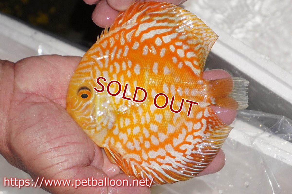 画像2: 【ディスカス】【通販】ゴールデンチェッカー【個体販売】15cm（生体）ペナン　ブリーダーTAN CHEE LOK (2)