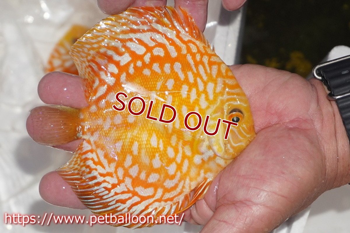 画像3: 【ディスカス】【通販】ゴールデンチェッカー【個体販売】15cm（生体）ペナン　ブリーダーTAN CHEE LOK (3)