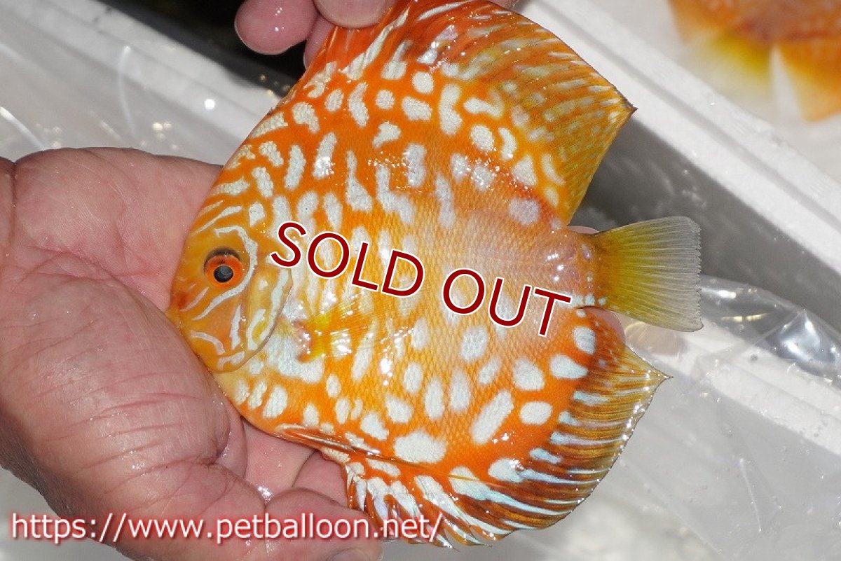 画像2: 【ディスカス】【通販】ゴールデンチェッカー【個体販売】15cm（生体）ペナン　ブリーダーTAN CHEE LOK (2)