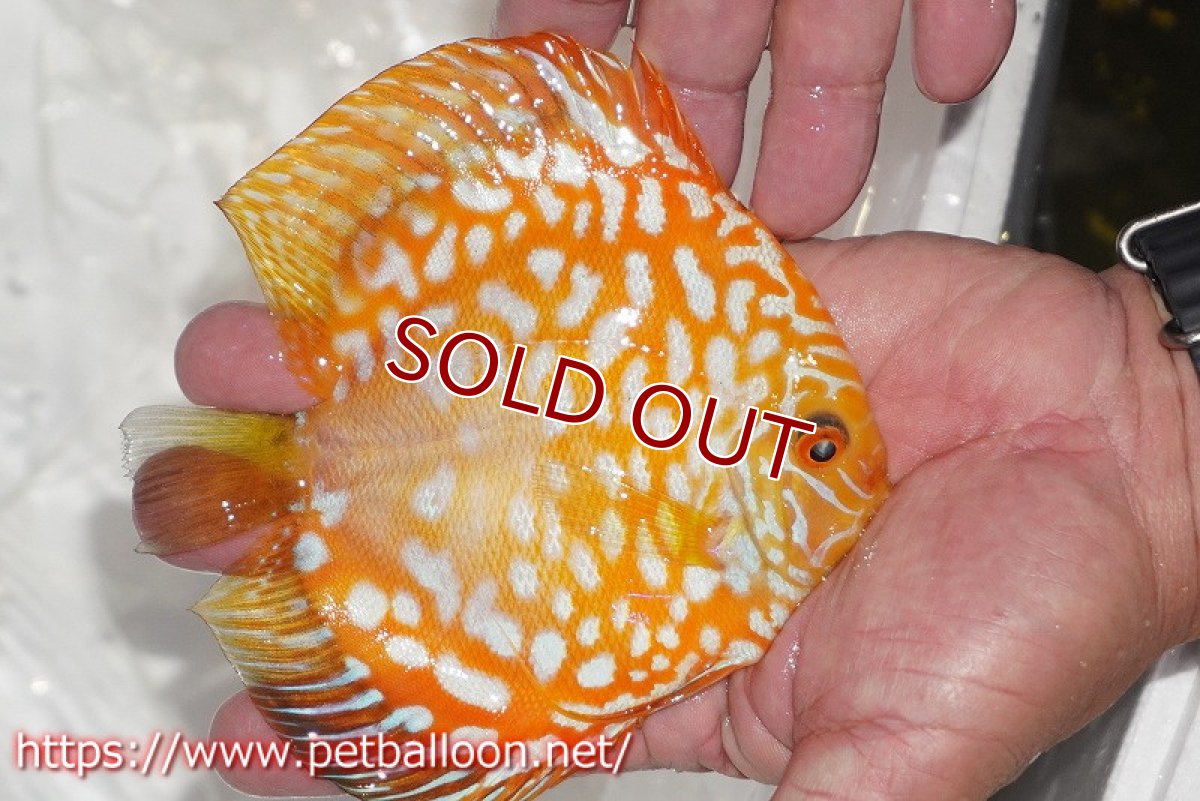 画像3: 【ディスカス】【通販】ゴールデンチェッカー【個体販売】15cm（生体）ペナン　ブリーダーTAN CHEE LOK (3)