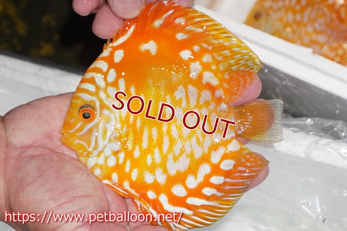 画像2: 【ディスカス】【通販】ゴールデンチェッカー【個体販売】15cm（生体）ペナン　ブリーダーTAN CHEE LOK (2)