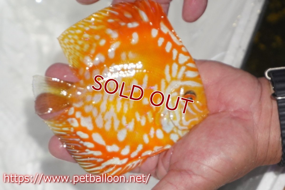 画像3: 【ディスカス】【通販】ゴールデンチェッカー【個体販売】15cm（生体）ペナン　ブリーダーTAN CHEE LOK (3)