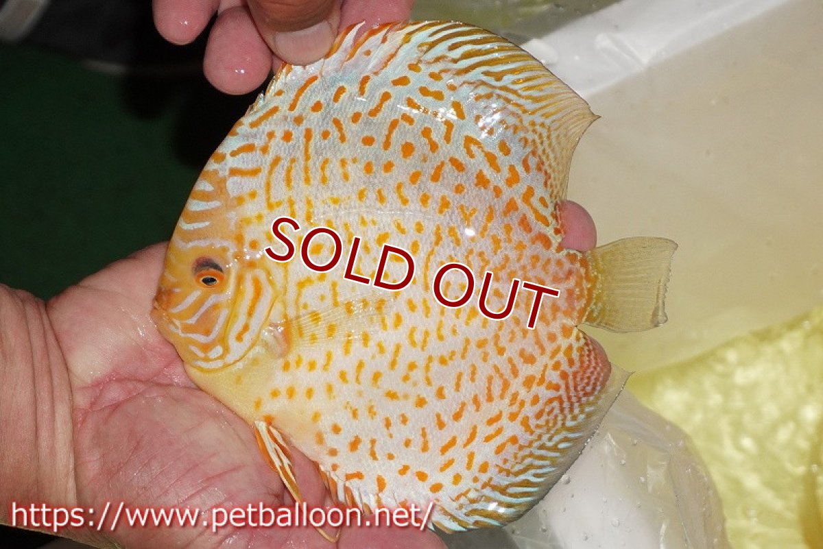 画像2: 【ディスカス】【通販】ゴールデンレオパード【個体販売】14-15cm（生体）マレーシア　KLディスカスファーム (2)