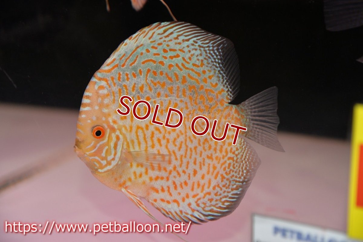 画像1: 【水槽スペース確保のため大特価】【ディスカス】【通販】ゴールデンレオパード【個体販売】14cm（生体）マレーシア　KLディスカスファーム (1)