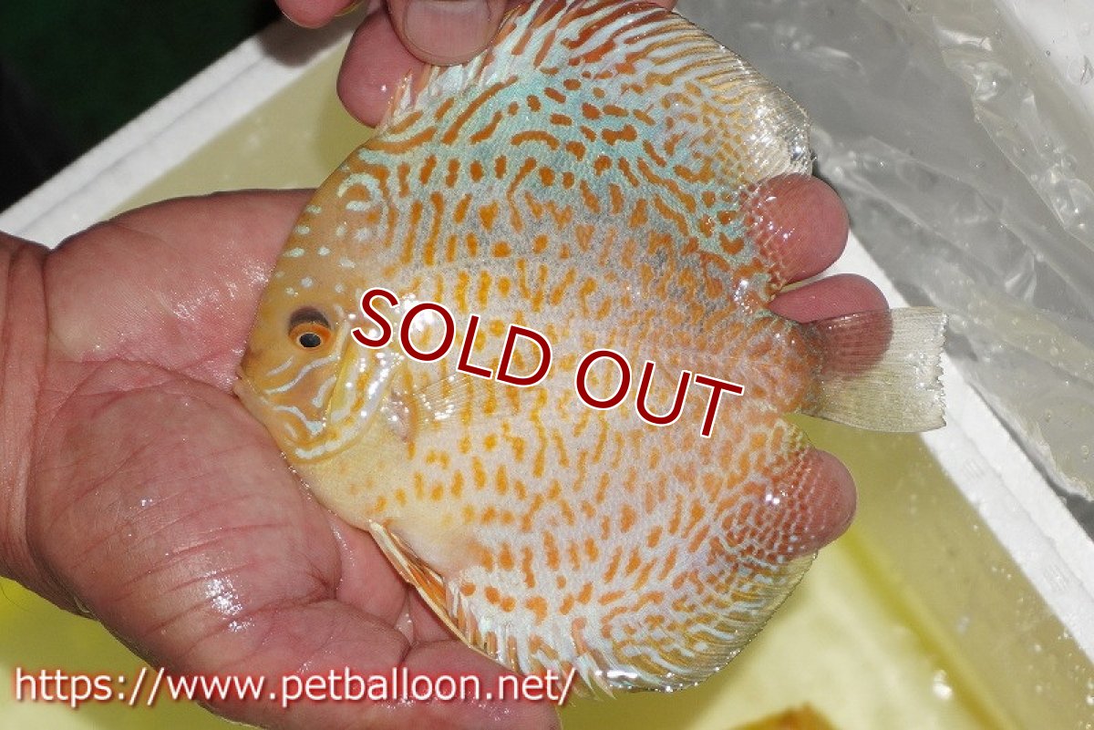画像2: 【水槽スペース確保のため大特価】【ディスカス】【通販】ゴールデンレオパード【個体販売】14cm（生体）マレーシア　KLディスカスファーム (2)