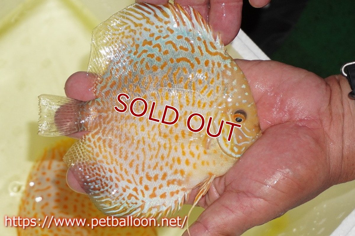 画像3: 【水槽スペース確保のため大特価】【ディスカス】【通販】ゴールデンレオパード【個体販売】14cm（生体）マレーシア　KLディスカスファーム (3)