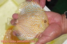 画像3: 【ディスカス】【通販】ゴールデンレオパード【個体販売】14cm（生体）マレーシア　KLディスカスファーム (3)