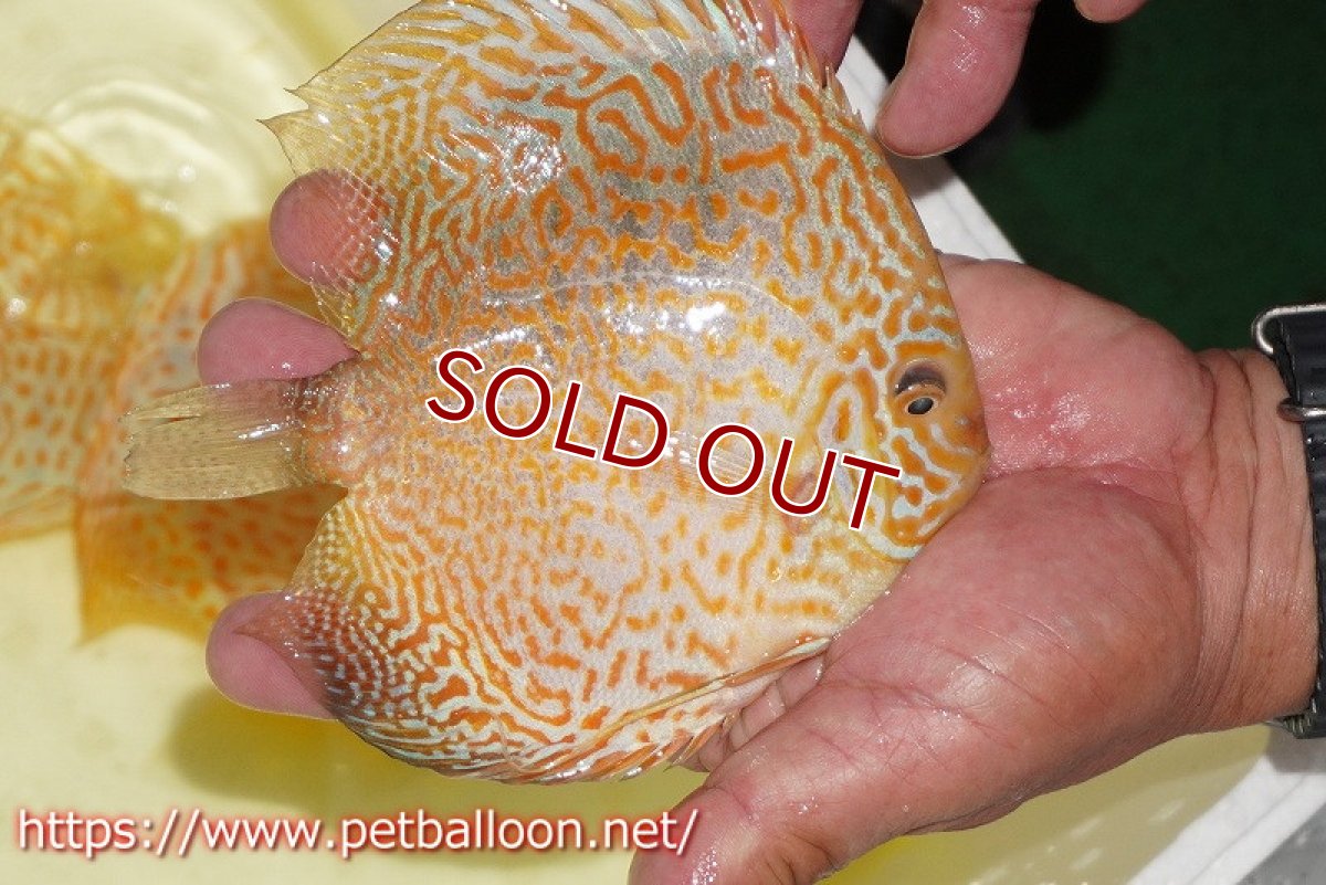 画像2: 【ディスカス】【通販】ゴールデンレオパード【個体販売】14cm（生体）マレーシア　KLディスカスファーム (2)