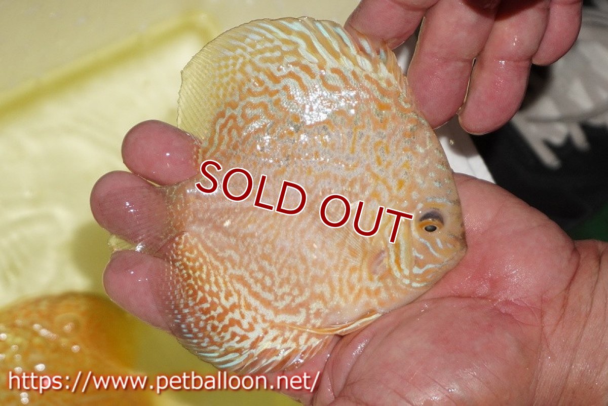 画像2: 【ディスカス】【通販】ゴールデンレオパード【個体販売】12-13cm（生体）マレーシア　KLディスカスファーム (2)