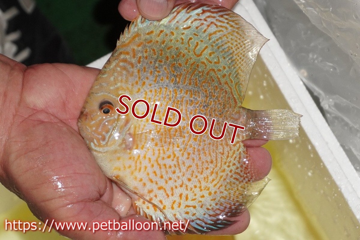 画像2: 【ディスカス】【通販】ゴールデンレオパード【個体販売】12-13cm（生体）マレーシア　KLディスカスファーム (2)