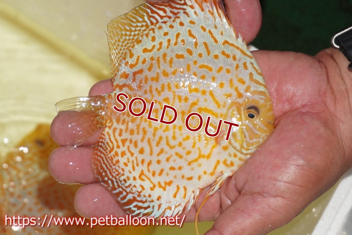 画像2: 【ディスカス】【通販】ゴールデンレオパード【個体販売】12-13cm（生体）マレーシア　KLディスカスファーム (2)