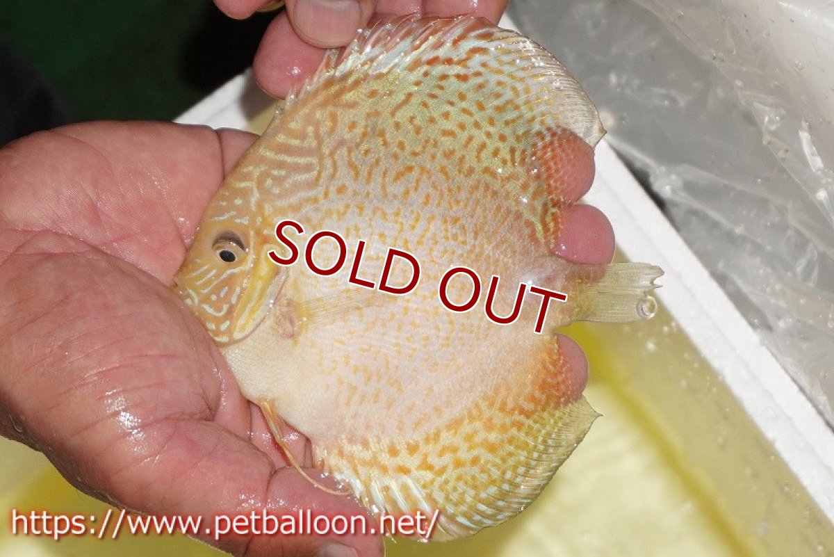 画像1: 【水槽スペース確保のため大特価】【ディスカス】【通販】ゴールデンレオパード【個体販売】12-13cm（生体）マレーシア　KLディスカスファーム (1)